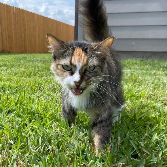 Meet your Posher, Meg💚 - Picture 8 of 11